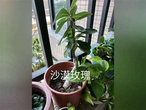 適合西曬的植物 痣相图